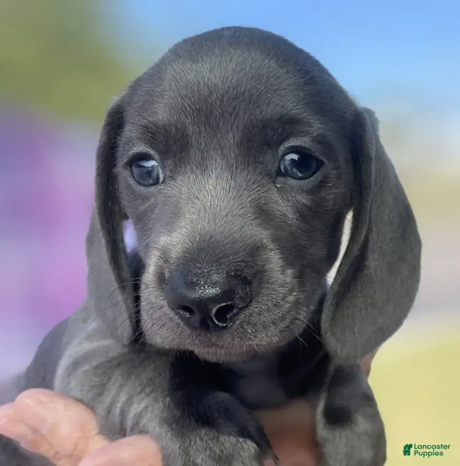 A Miniature Dachshund puppy from Neel’s Dog-Gone