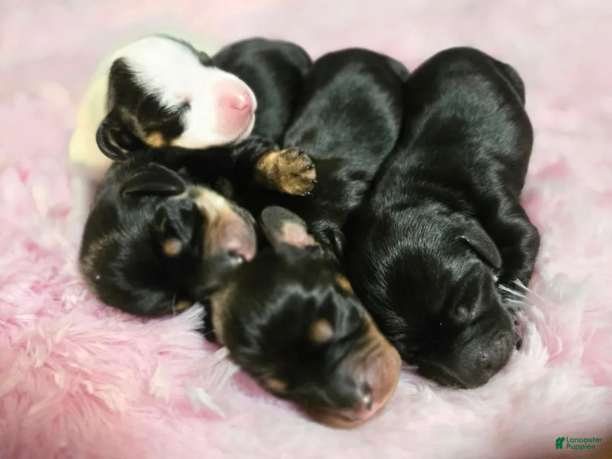 Little puppies resting together on a pink blanket