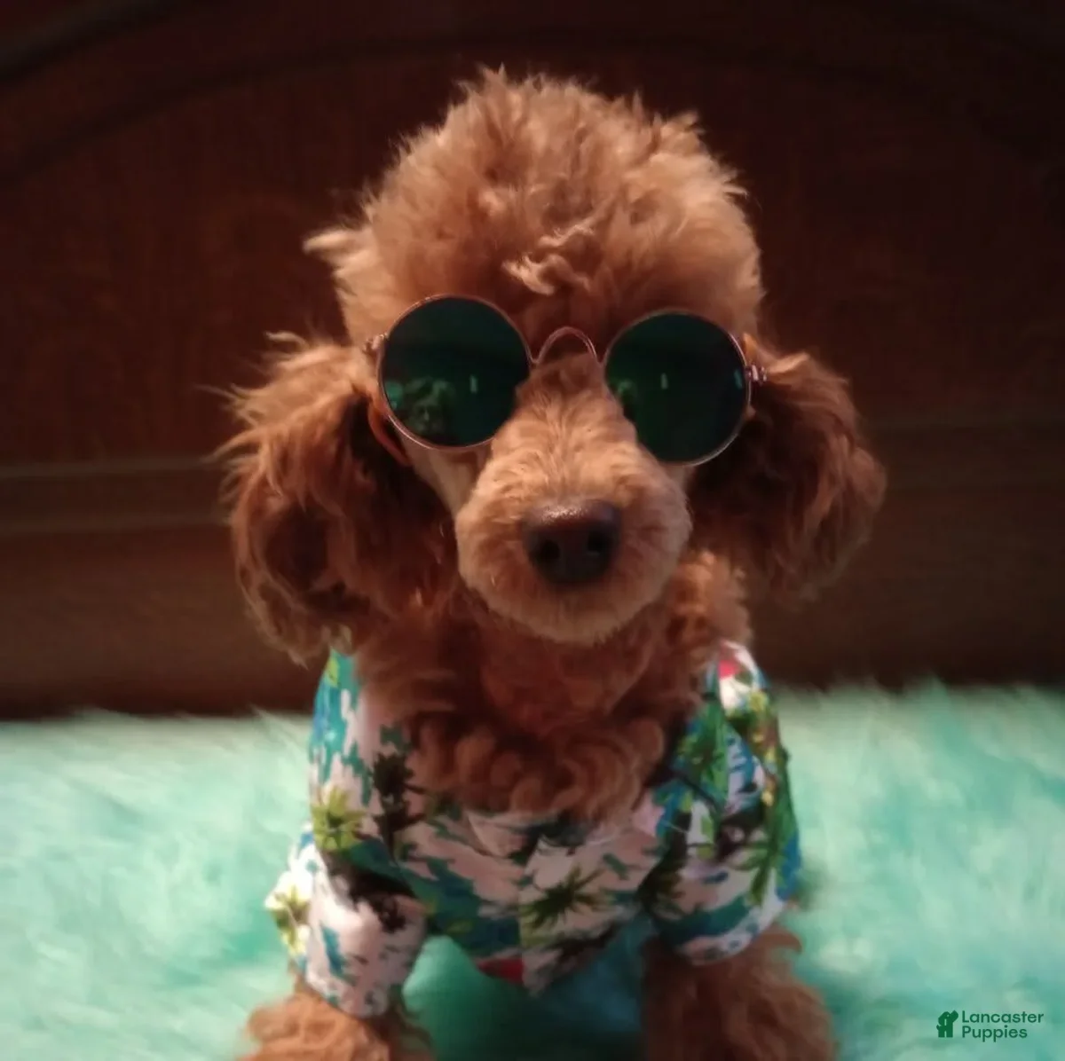 Our Toy Poodle wearing sunglasses and a tropical shirt