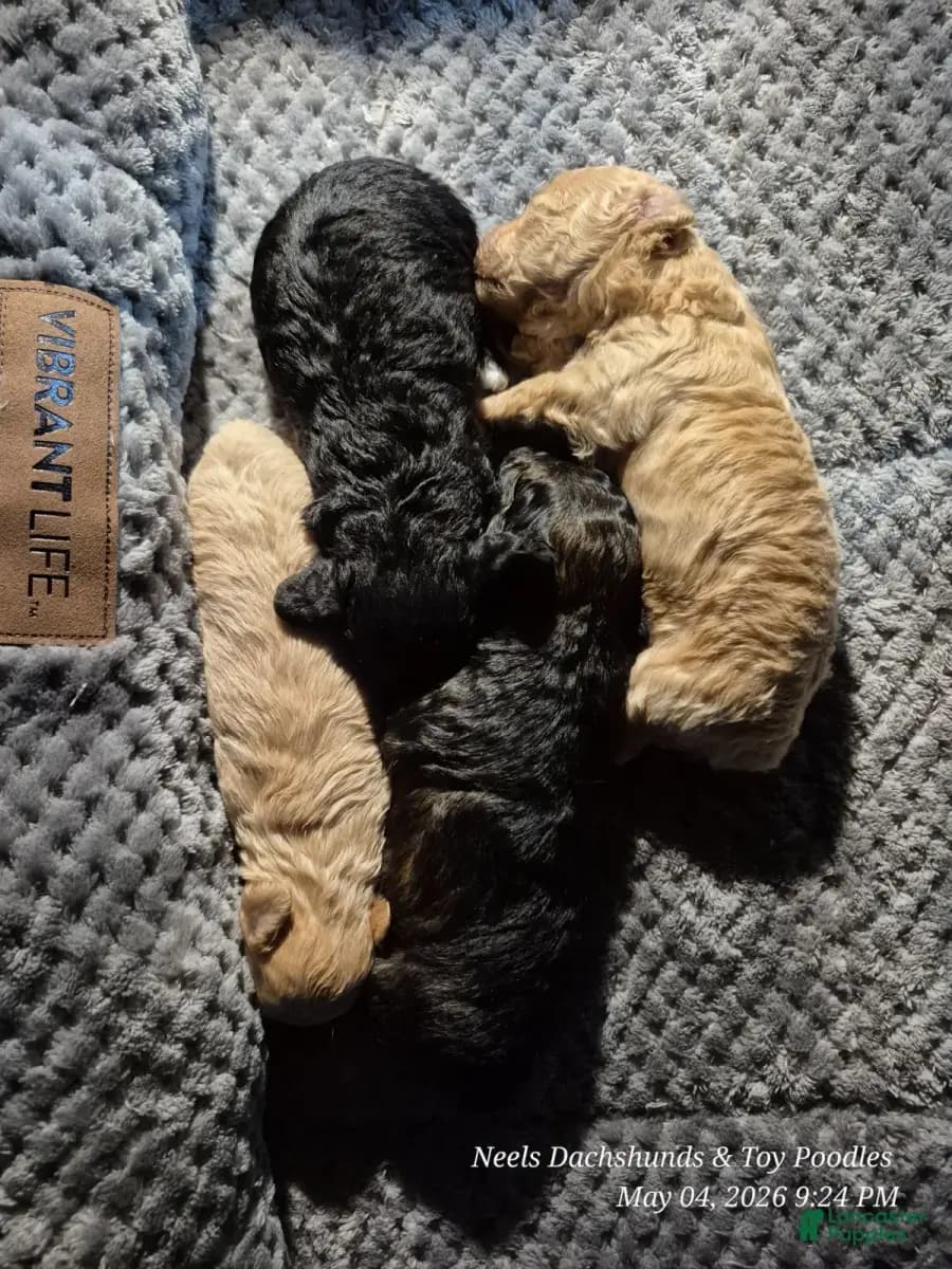 Poodle puppies nestled together in their bed